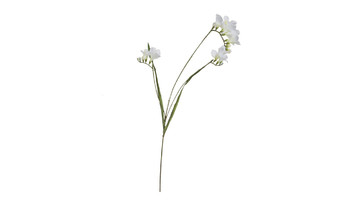 9F27693P-1538 Фрезия