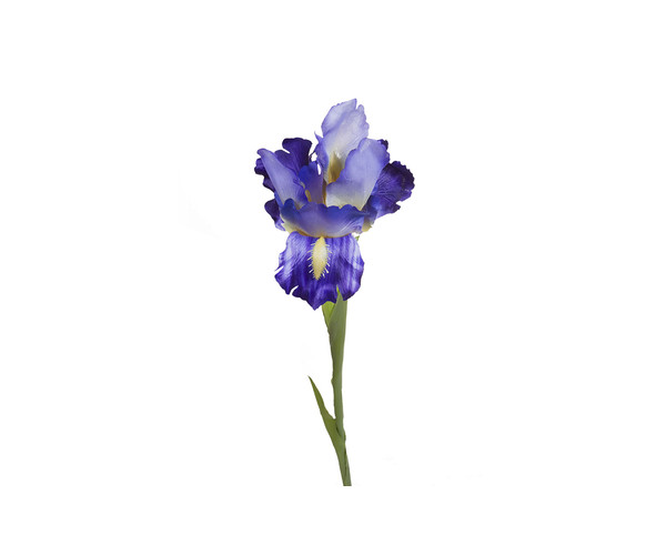 Цветок Ирис 9F27020-1382