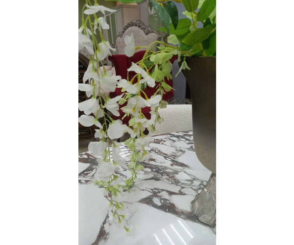 Глициния  (цветок)