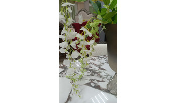 Глициния  (цветок)