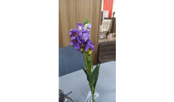 Львиный зев  (цветок)