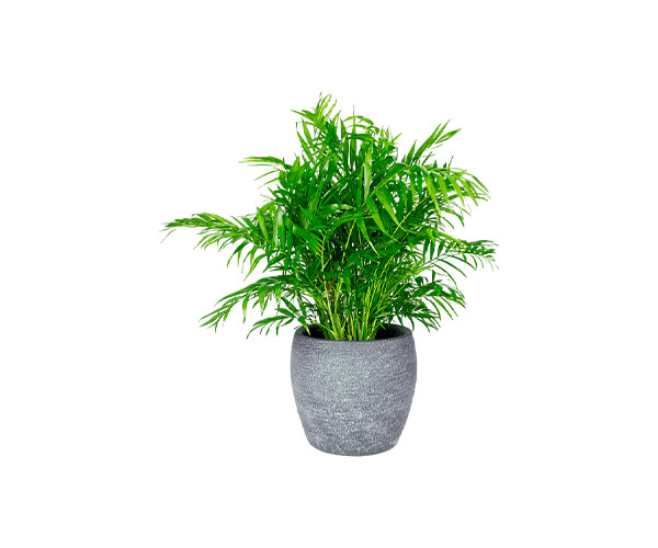 Растение в горшке НЕЖНОСТЬ БЕЛЫЙ