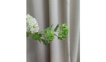 Калина, 2 соцветия